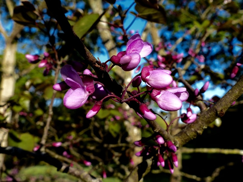 flower of Cercis siliquastrum