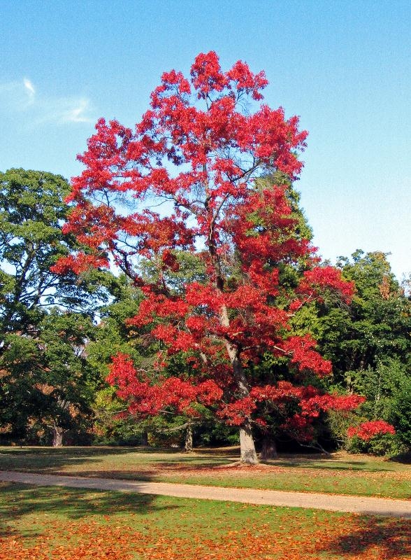 mature Quercus rubra in autumn foliage