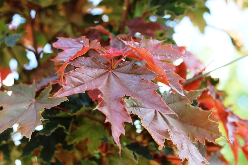 The leaves of Acer platanoides Crimson Sentry