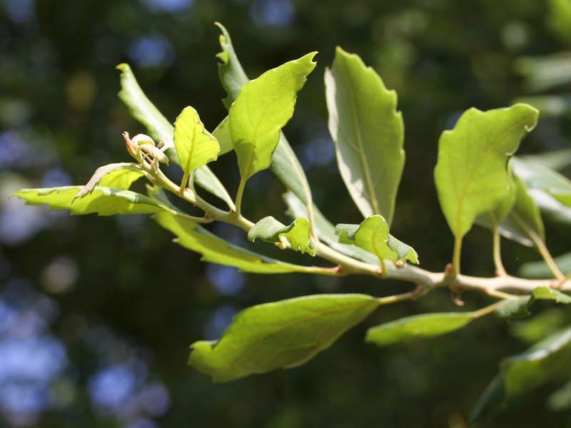the foliage of Quercus Suber in detail