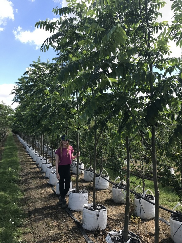 Pterocarya fraxinifolia to scale on th barcham trees nursery