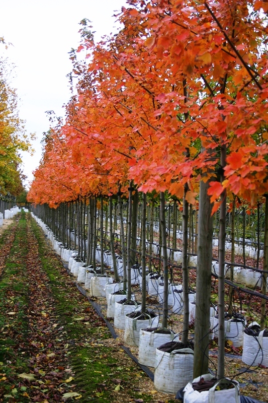 Acer rubrum October Glory in autumn colour at barcham trees
