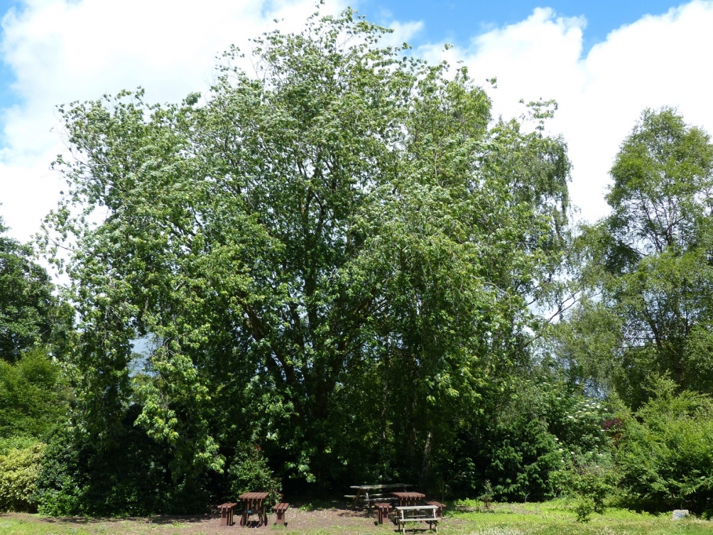 Mature Acer saccharinum at Ness Botantic Gardens