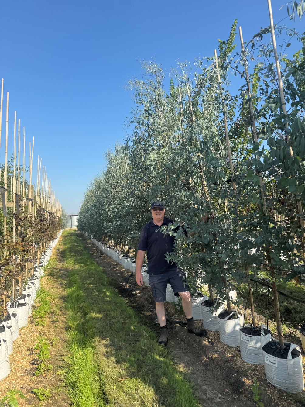 Eucalyptus gunnii 20L