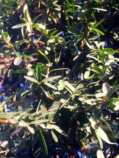 Pyracantha Navaho foliage