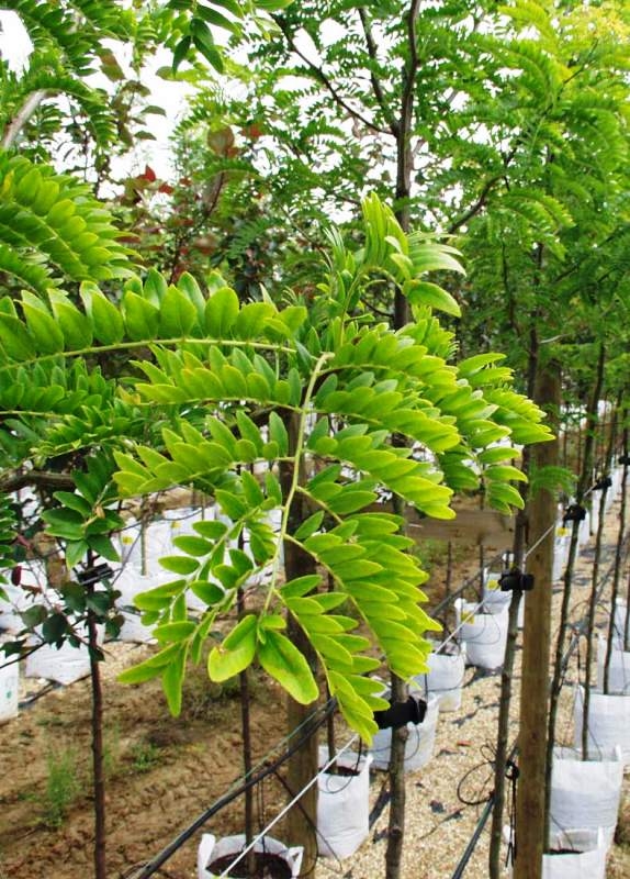 Gleditsia triacanthos Sunburst foliage