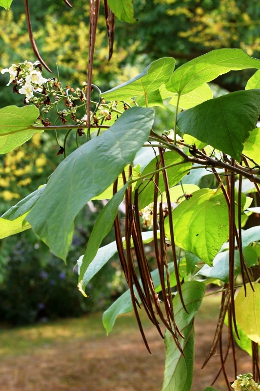 seed pods of Catalpa bignonioides