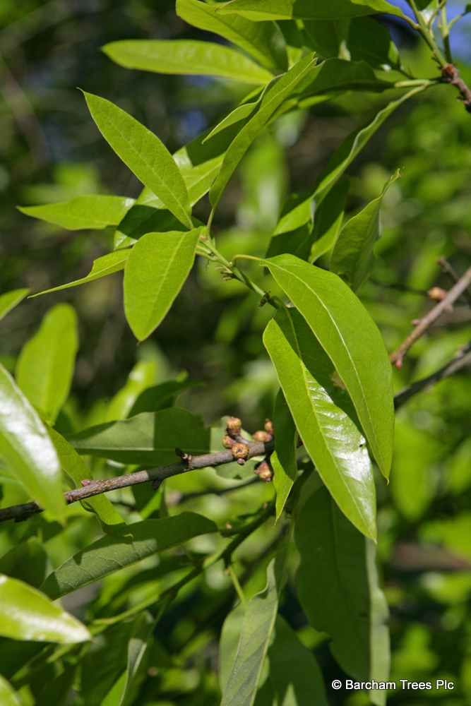 the foliage of Quercus Imbricaria