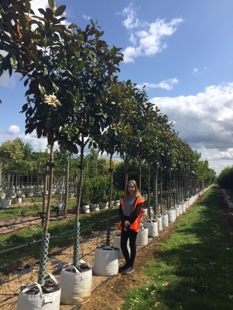 Magnolia grandiflora Praecox at Barcham Trees