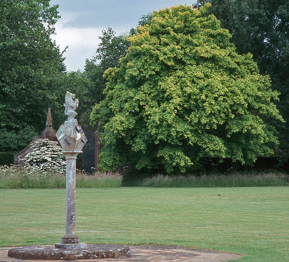 Mature Acer cappadocicum Aureum