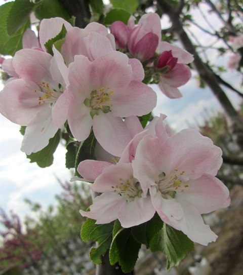 the beautiful blossom of Malus Bramley Seedling