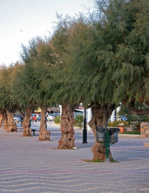 Tamarix gallica in a coastal location