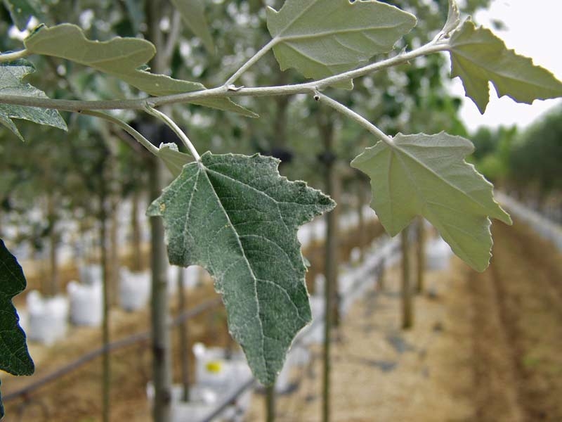 foligae in detail of