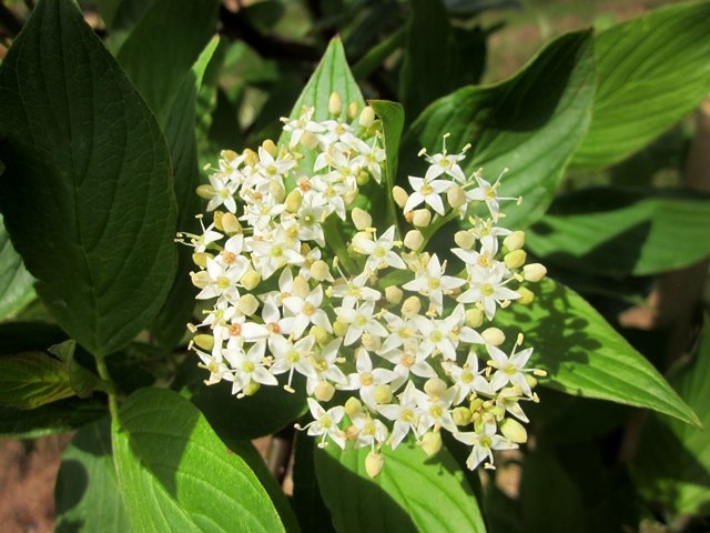 the creamy white flower of Cornus alba Sibirica