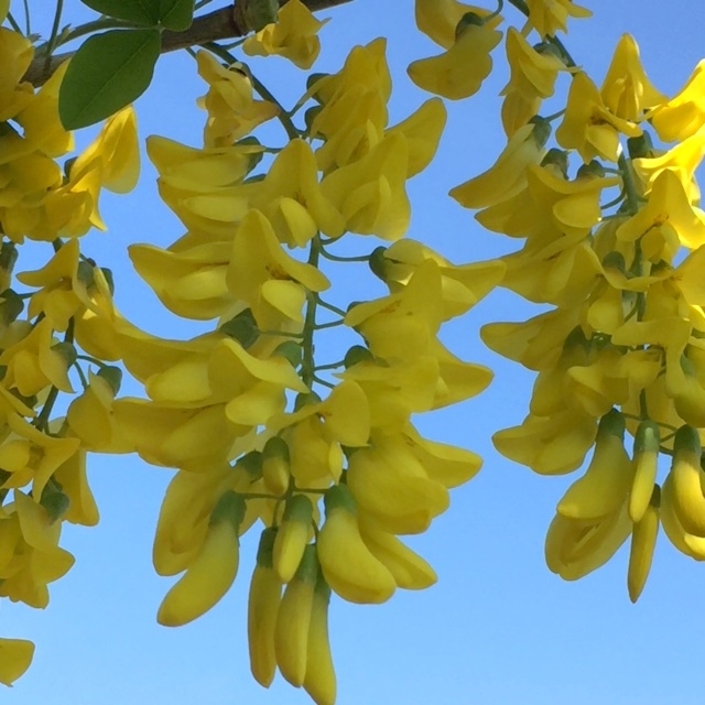 the flowers of Laburnum × watereri 'Vossii'