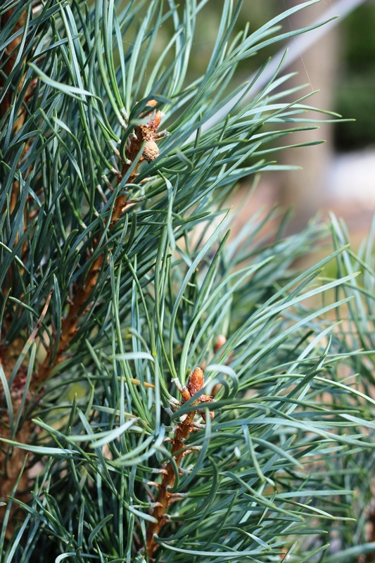 needles up close of Pinus sylvestris Fastigiata