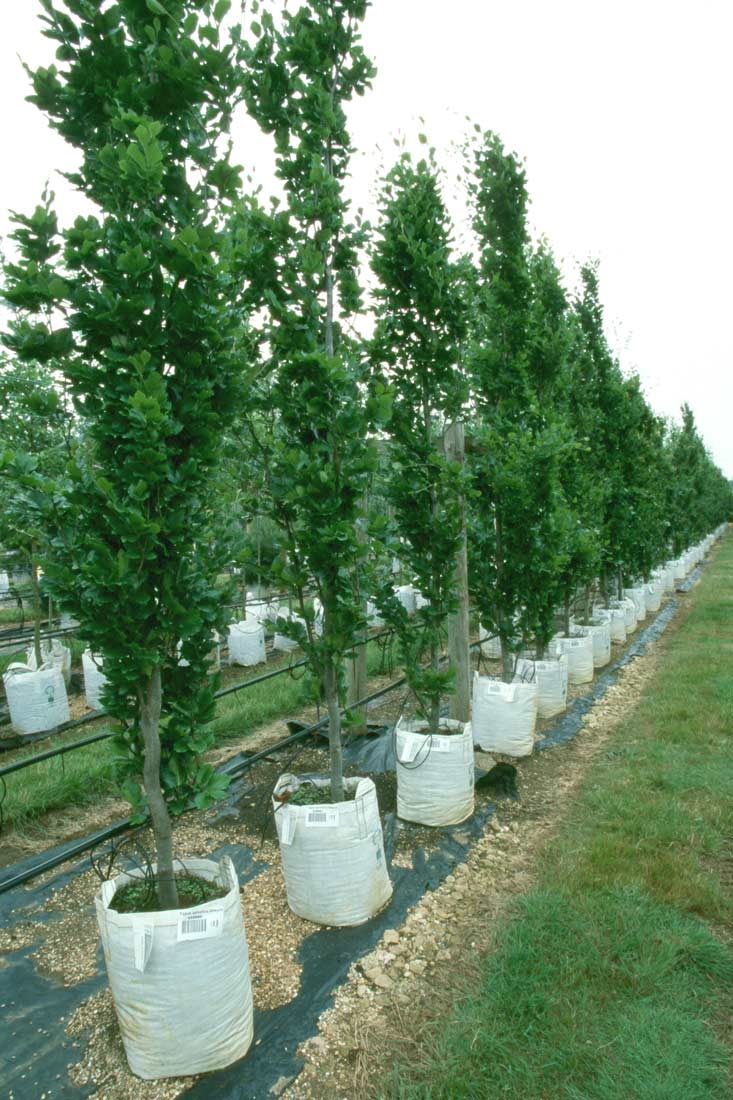 Fagus sylvatica Dawyck at Barcham Trees