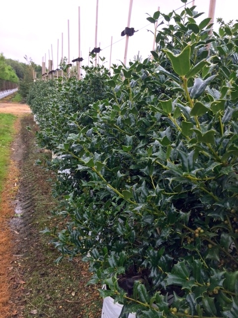 Ilex cornuta