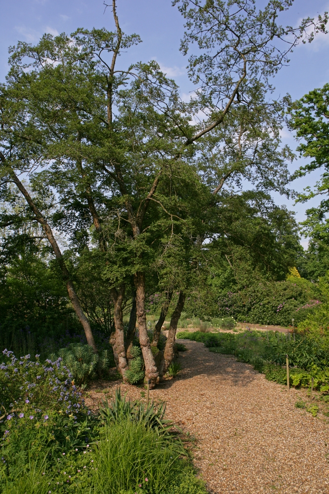 mature Nothofagus antarctica