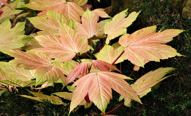 Foliage of Acer pseudoplatanus Brilliantissimum