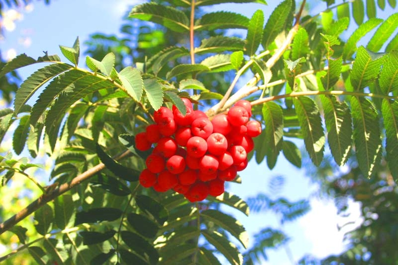 Fruit of Sorbus aucuparia Sheerwater Seedling