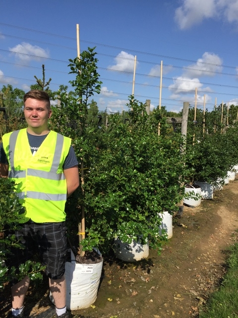 Ilex aquifolium at Barcham trees