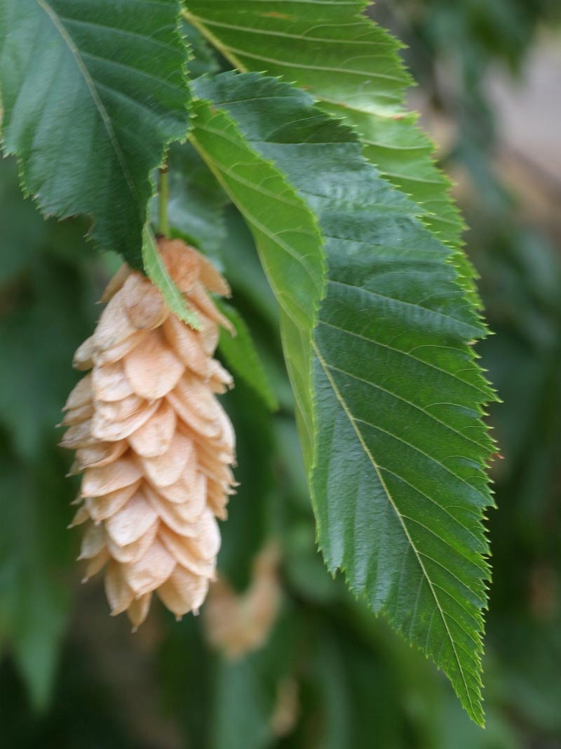 the hop lioke flower of Ostrya carpinifolia Pleached