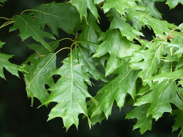 laeves of Quercus rubra in detail