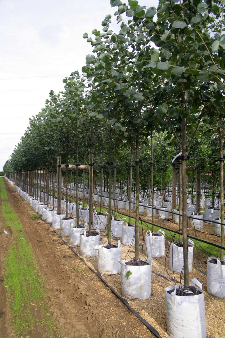 Row of Tilia cordata Greenspire on Barcham nursery in full summer foliage