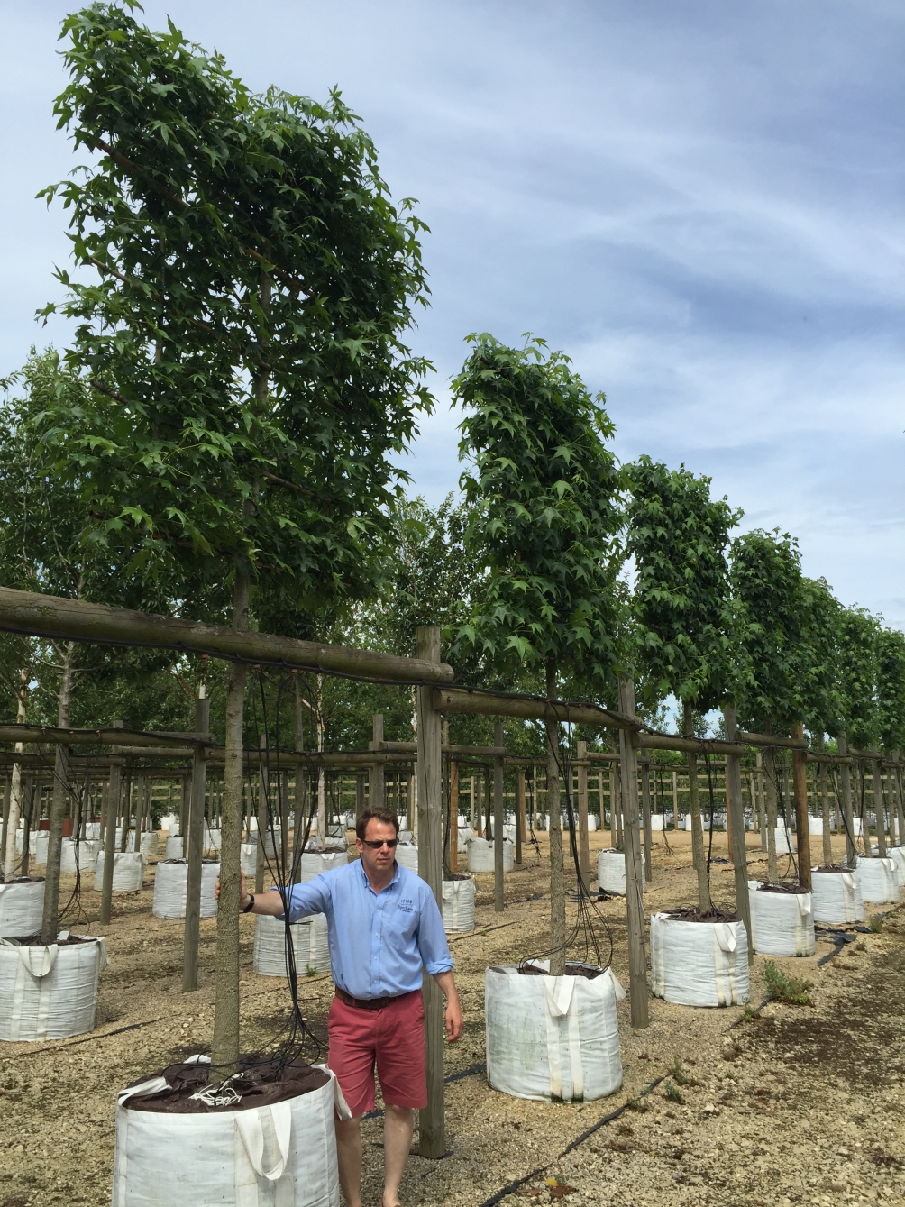 Liquidambar styraciflua (Pleached)