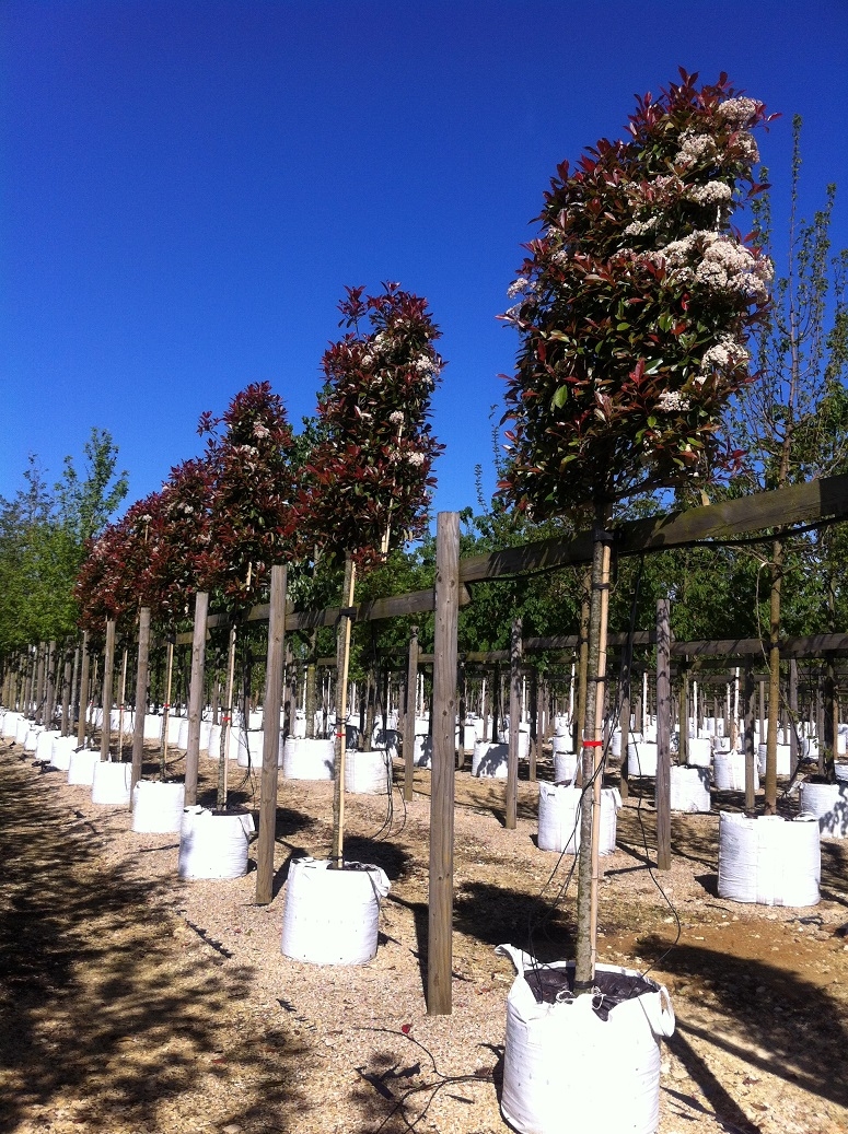 row of Photinia fraseri Red Robin Pleached