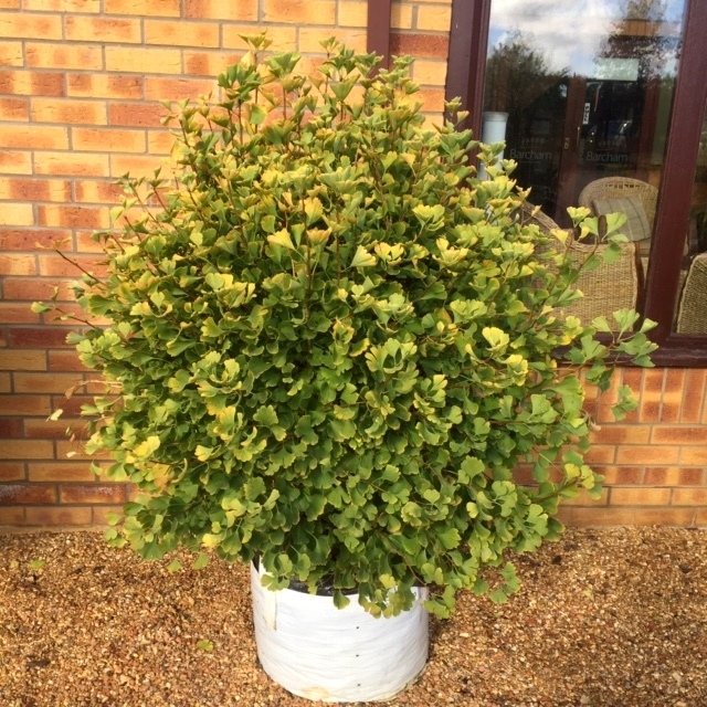 Ginkgo biloba Golden Globe