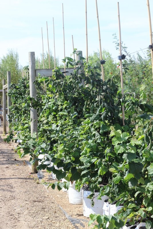 Corylus avellana contorta (twisted willow) on the Barcham Trees nursery