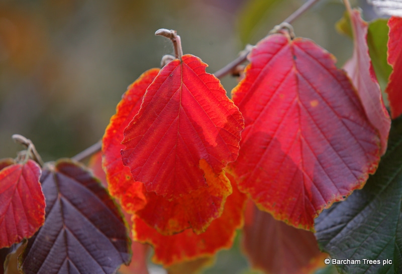 autumn foliage of Hamamelis x intermedia Arnold Promise