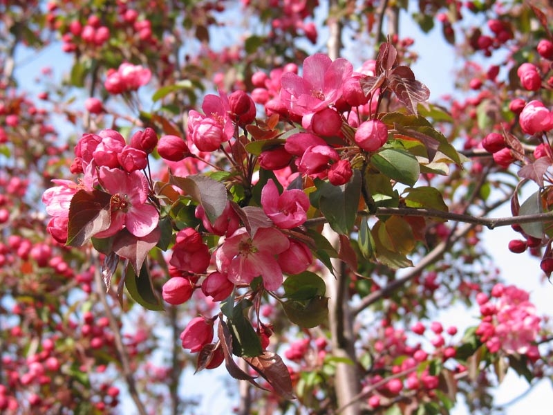 the flowers of Malus Rudolph