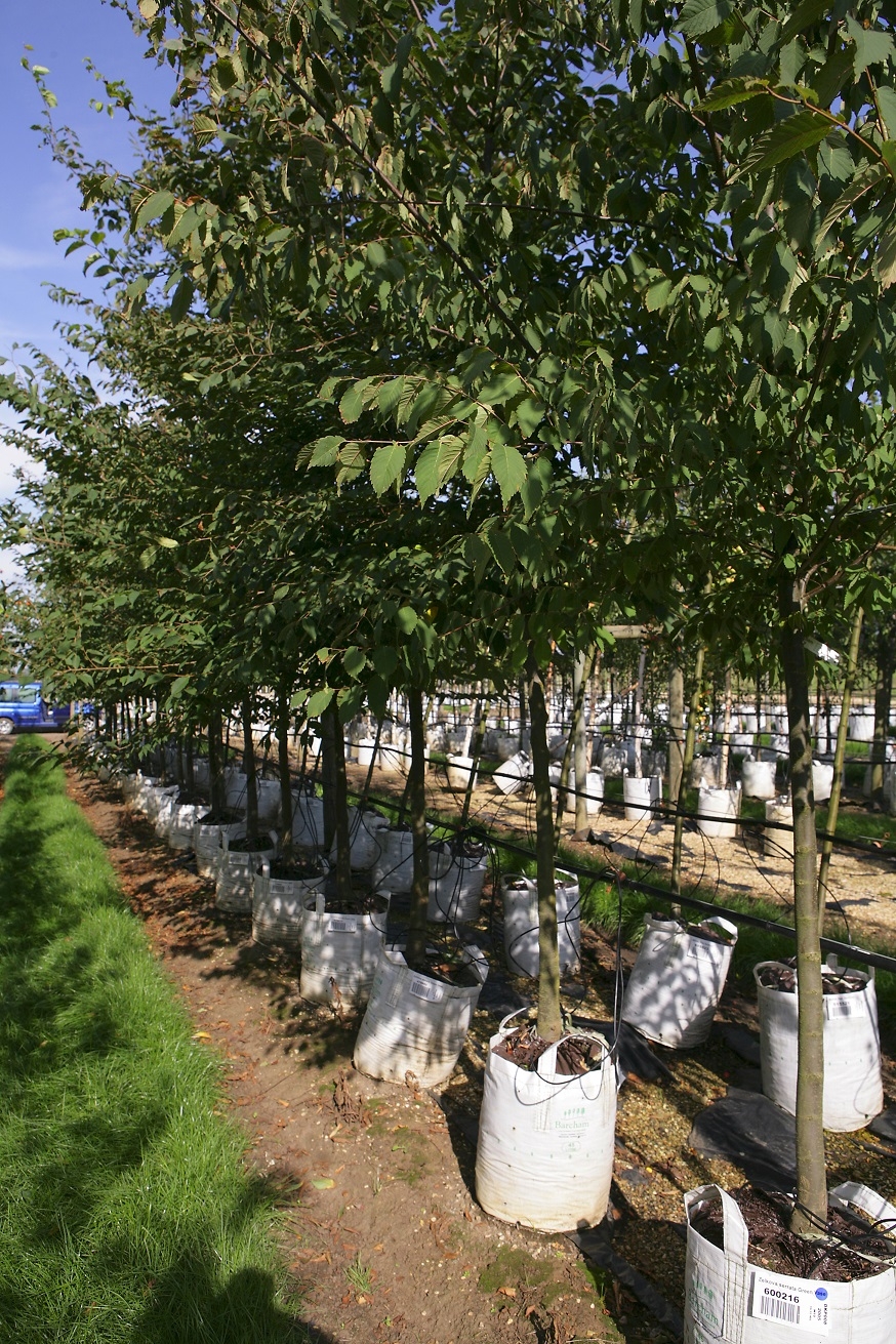 Zelkova serrata Green Vase at barcham trees
