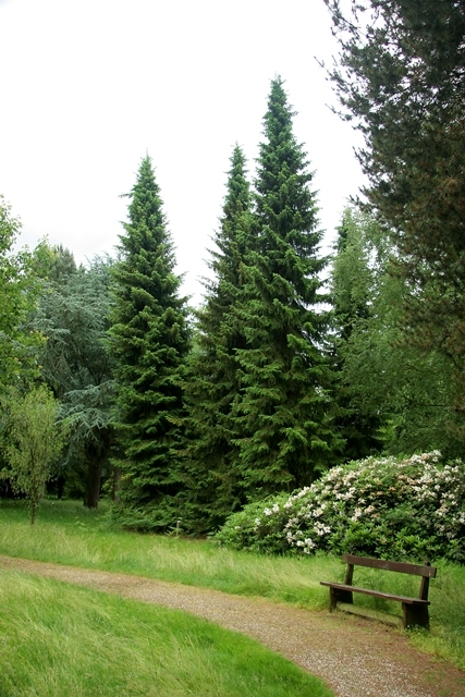 Mature Picea omorika
