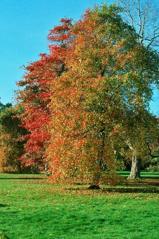 Mature Nyssa Sylvatica in a parkland