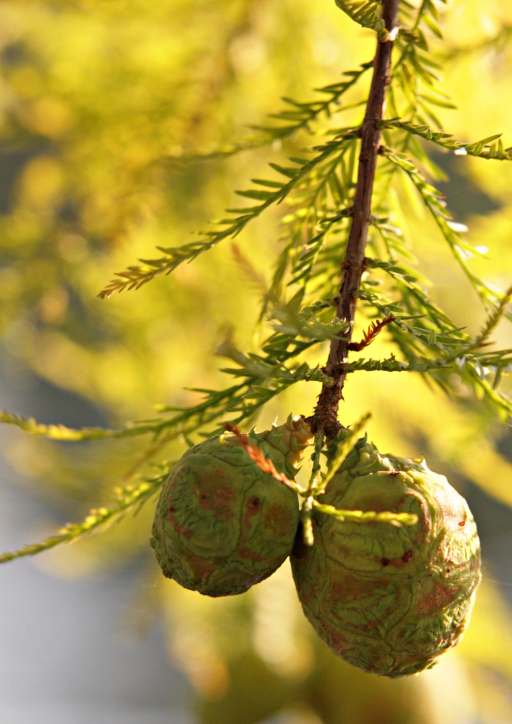 The small cones of Taxodium distichum