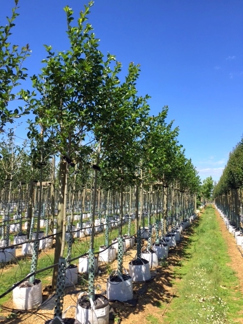 Crataegus succulenta Jubilee on the barcham nursery