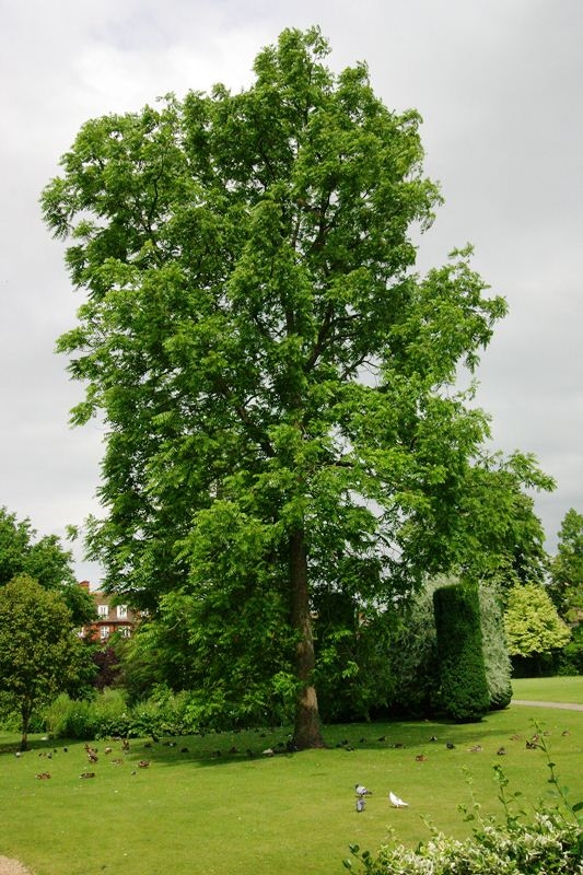 Mature Ailanthus altissima