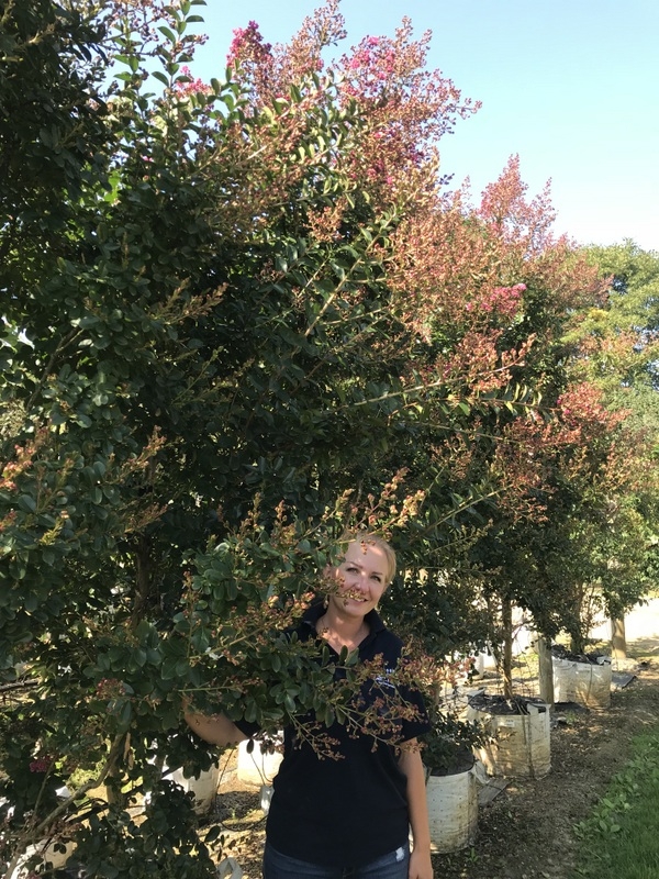 Lagerstroemia indica Rosea multi-stem