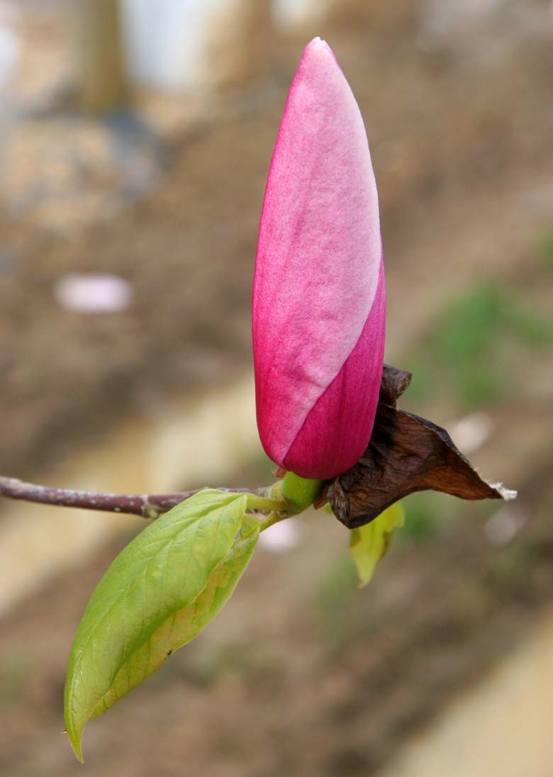 the purple/pink flower of Magnolia Spectrum
