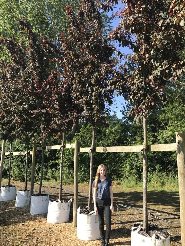 Prunus cerasifera Crimson Point at barcham trees nursery