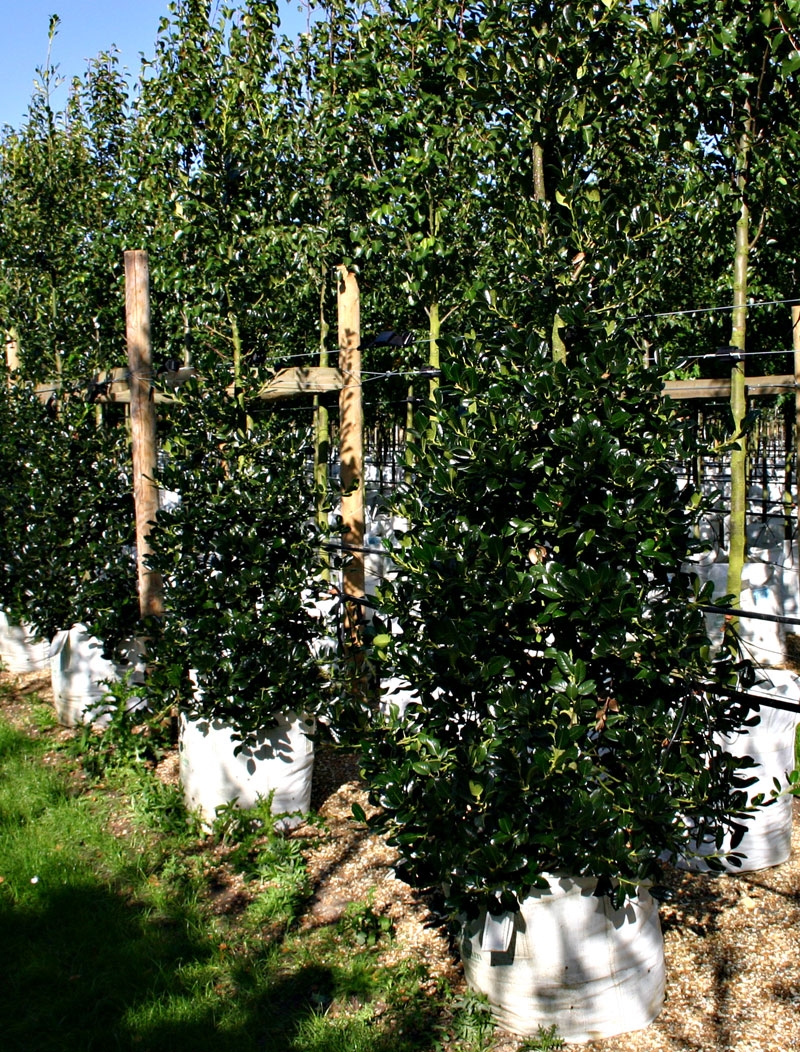 Ilex aquifolium J C Van Tol
