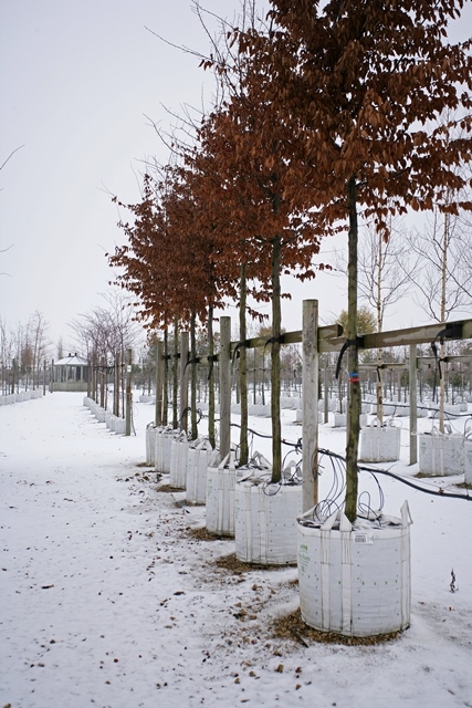 Carpinus betulus in winter