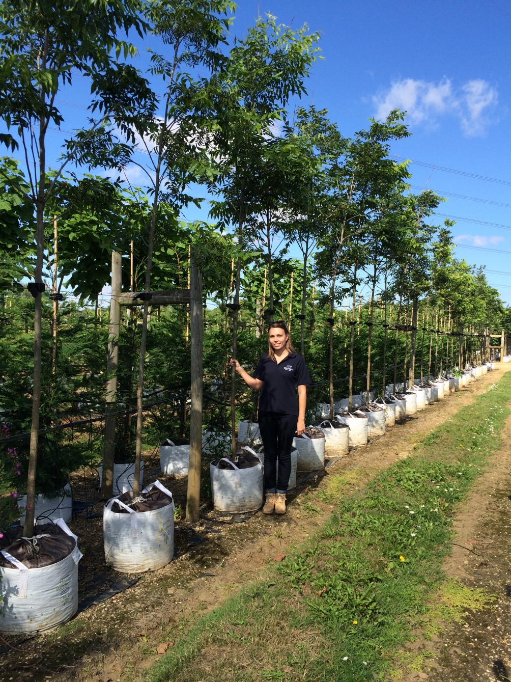 Carya illinoinensis at barcham trees