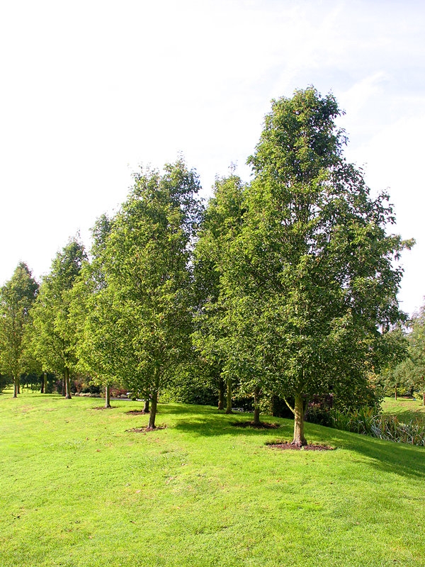 Matue Pyrus calleryana Chanticleer