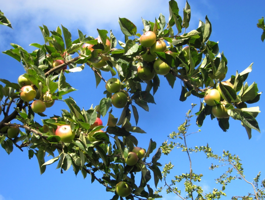 Malus discovery apples