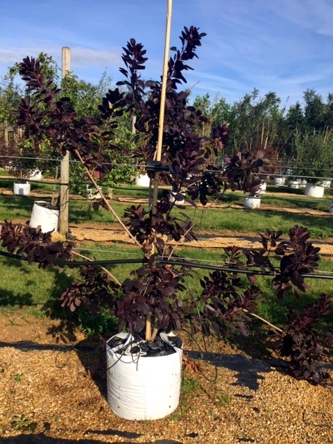 Cotinus coggygria Royal Purple at barcham trees